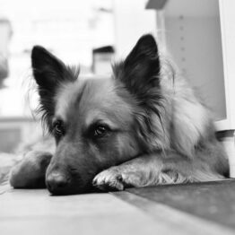 Komm-. Rat Wolfgang Reiter